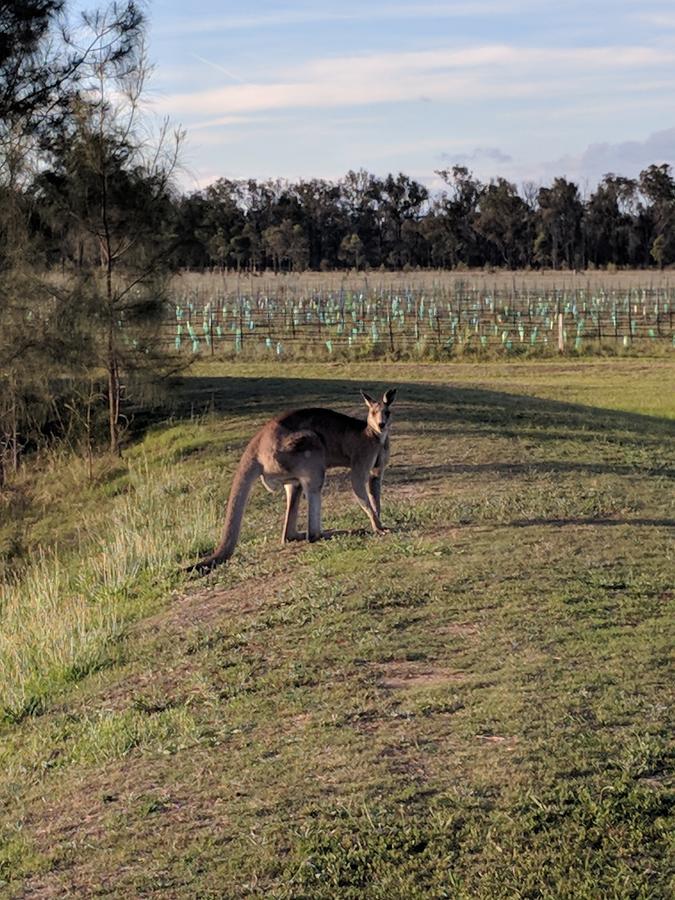 Madigan Wine Country Cottages Lovedale Extérieur photo