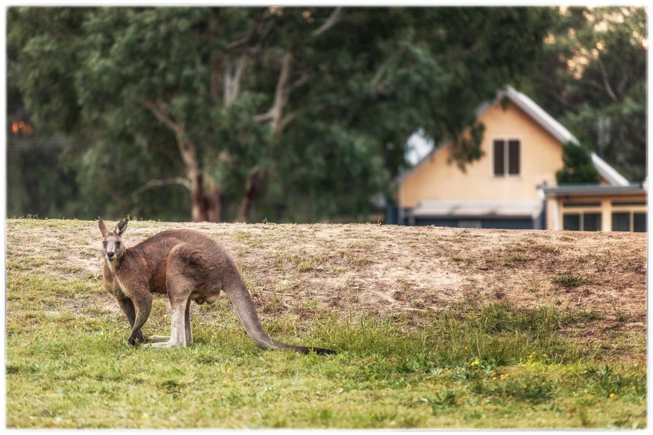 Madigan Wine Country Cottages Lovedale Extérieur photo